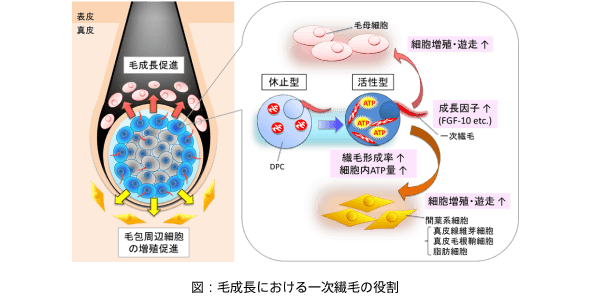 毛乳頭細胞の表面に存在する「一次繊毛」が発毛の司令塔として機能している